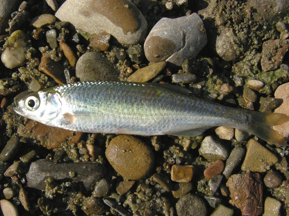 alburnus albidus foto